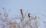 Ethiopia - 650 - Honeyeater Bird